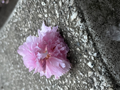 窒素