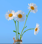 解语花