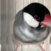 文鳥