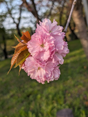 ユゥ(桜)