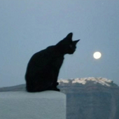 枕头山刺猬