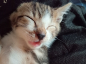 ひらゆり