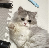 錫