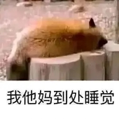 困困觉💤💤💤