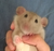 歲犬_