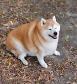 ca