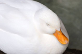 ユウ