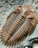 Trilobite