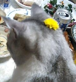 ねこす(♨)