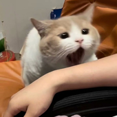 Neru
