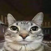 王吉吉