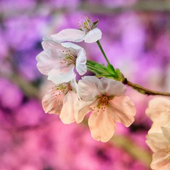 葵花