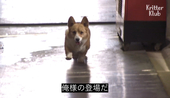 こるす
