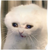 김 멈례