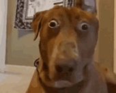 Doraka
