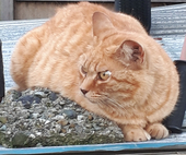 黒ゴマ