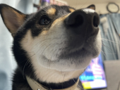 とらたぬき