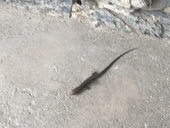 もの
