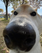 Bignosedog