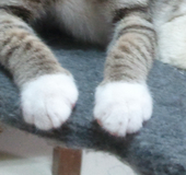 HuKw