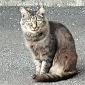 ルヌ