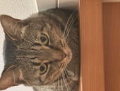俺オレオ(2)