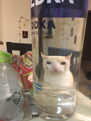 犬