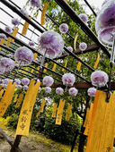 未桜