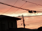 音々