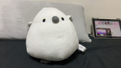 雪猫