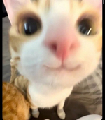 晴天の癖靂