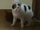 百日紅