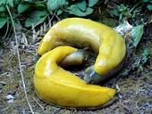 Wandererslug