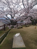 あんず