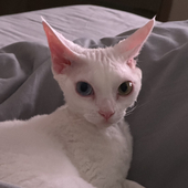 藍