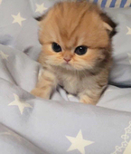 るんめろ