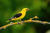 Oriole0024