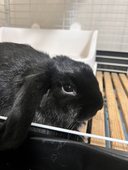 うさぎ