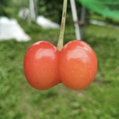 まう
