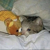 hugmybed