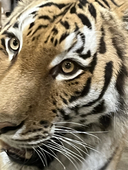 🐯