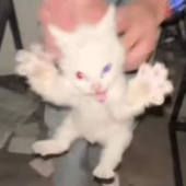 蛋黃exe