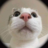 Bogusz