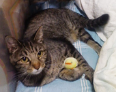 うち猫