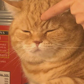 ORANGE CAT
