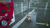 灰猫