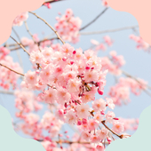 さくらもち
