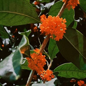 ake