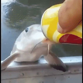 Internetfish