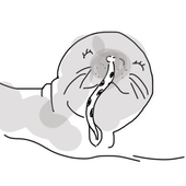 かりんと